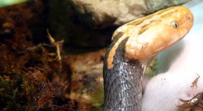 Loài rắn “quý phái” với cái đầu cực lạ ở Việt Nam