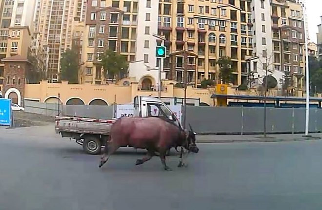 Con bò 400kg gây hỗn loạn tại Trung Quốc, làm 4 người bị thương
