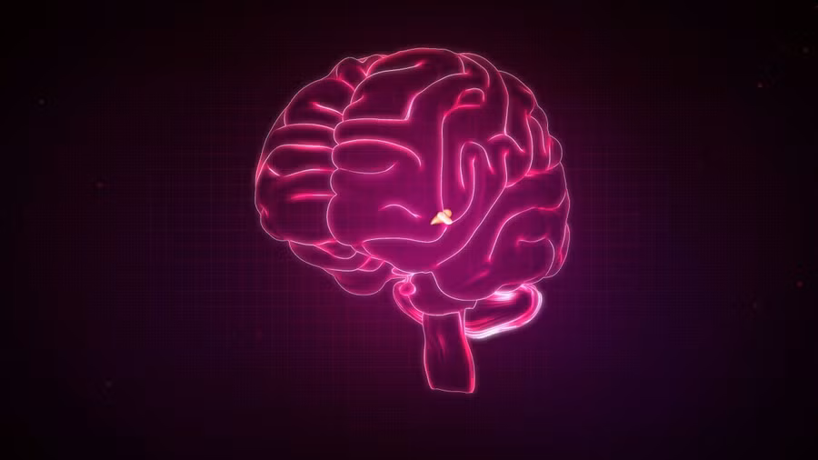 Nhóm dây thần kinh ở hạch thần kinh cổ (SCG) được nối với tuyến tùng ở trong não. Ảnh minh họa.