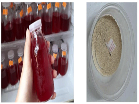 Dịch chiết betalain (trái) và pectin từ vỏ thanh long ruột đỏ. Dịch chiết betalain (trái) và pectin từ vỏ thanh long ruột đỏ.