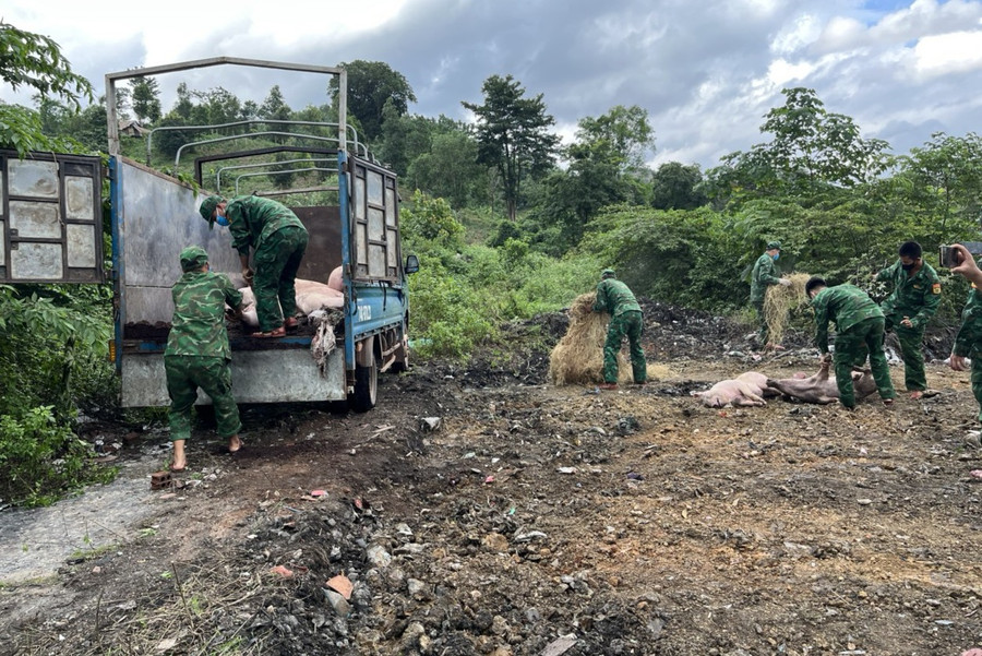 Đồn Biên phòng CKQT Lao Bảo phối hợp với các cơ quan chức năng tiêu hủy 15 cá thể lợn thịt không rõ nguồn gốc. Ảnh: Mạnh Hùng Đồn Biên phòng CKQT Lao Bảo phối hợp với các cơ quan chức năng tiêu hủy 15 cá thể lợn thịt không rõ nguồn gốc. Ảnh: Mạnh Hùng