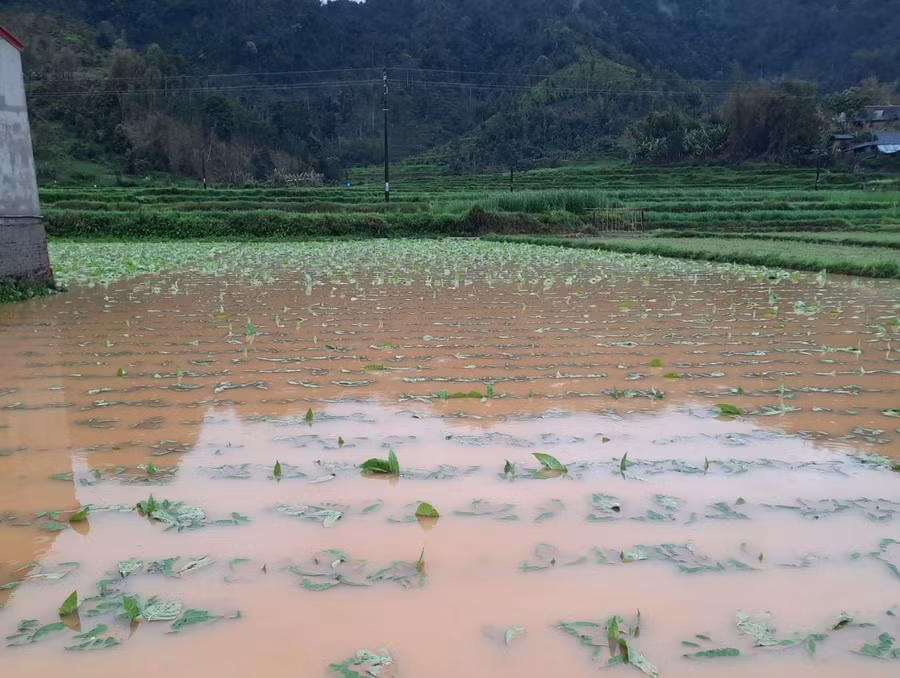 Mưa lớn gây thiệt hại cho hoa màu tại tỉnh Bắc Kạn. Nguồn: Vụ TTCĐ.