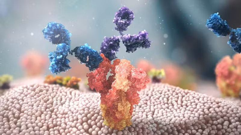 Ảnh minh họa cơ chế hoạt động của Evusheld. Ảnh: BVĐK Tâm Anh.