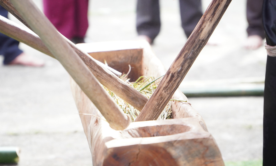 Những bông lúa chín vàng, nặng trĩu hạt được đưa đi giã.