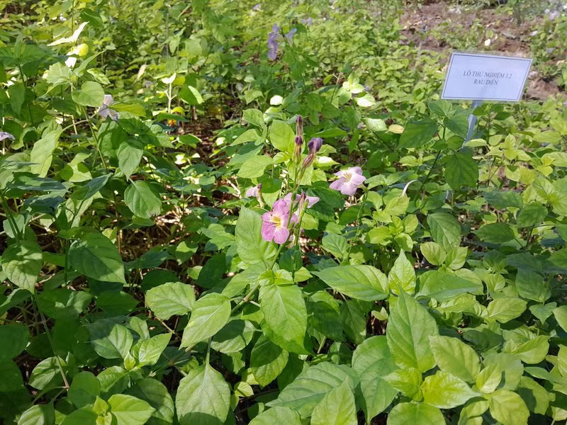 Rau Diễn trồng thực nghiệm tại huyện Cần Giờ (TPHCM).