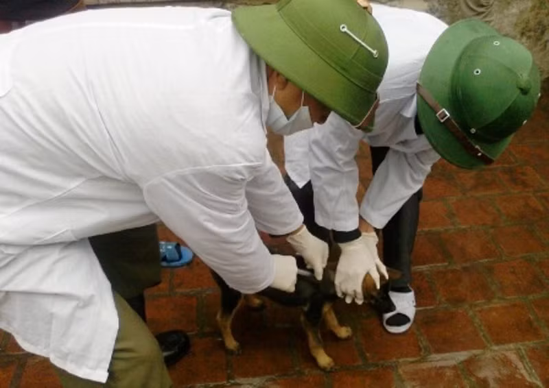 Theo Sở NN&PTNT Thanh Hóa, nhiều địa phương có tỷ lệ tiêm phòng dại còn rất thấp