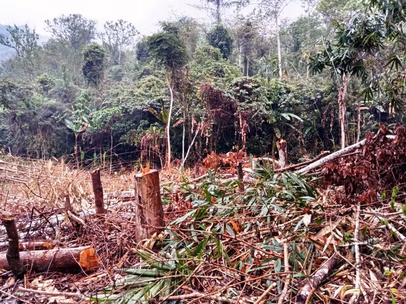 Nghi phạm hủy hoại rừng tự nhiên, với mục đích để trồng cây vầu lấy nan thanh.