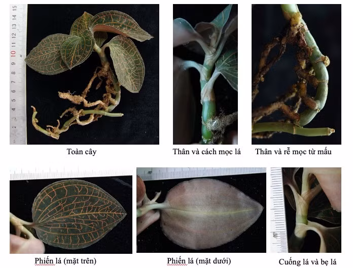 Hình thái thực vật của cây Lan Kim Tuyến thu nhận tại huyện Kbang, Gia Lai.