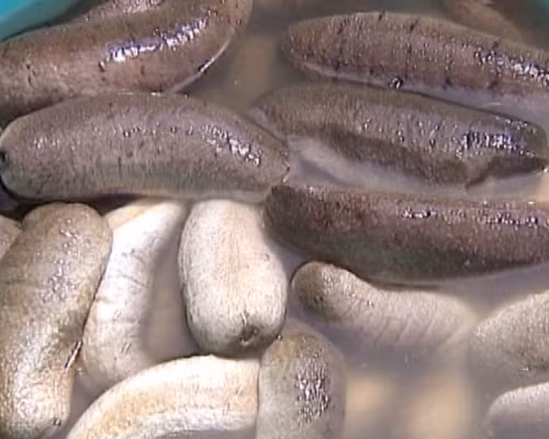 Nếu không chế biến đúng cách, bạn sẽ làm mất chất dinh dưỡng của món ăn.