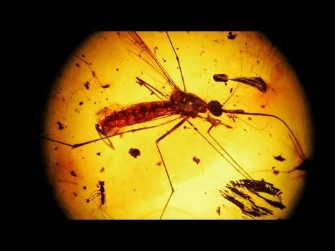 ADN không thể tồn tại quá lâu, do đó việc tìm ra ADN từ các hóa thạch này là điều rất khó khăn