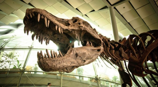 Liệu con người có thể hồi sinh loài động vật này?