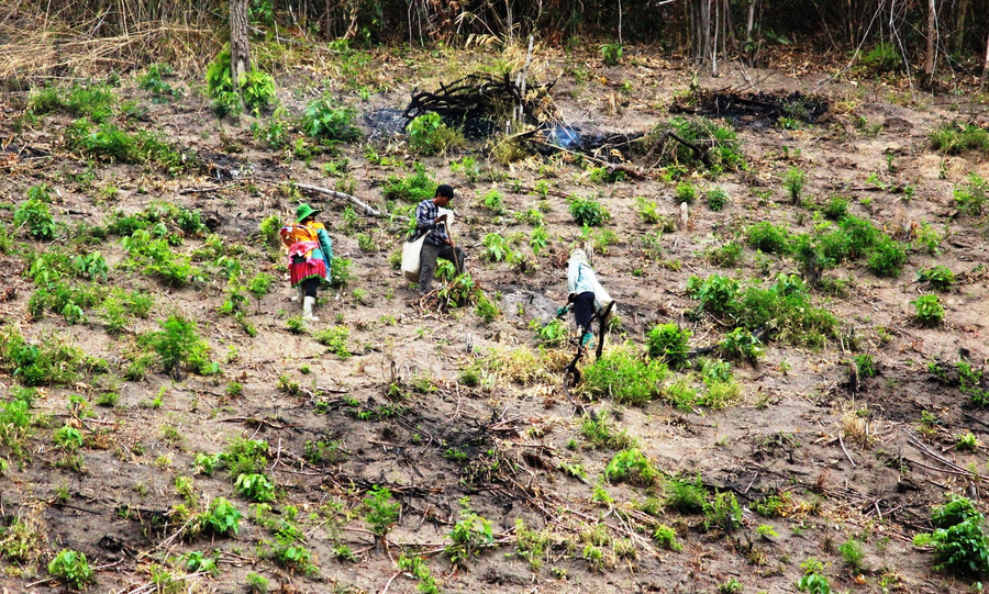 Người dân Mường Lý trồng sắn trên nương. Người dân Mường Lý trồng sắn trên nương.