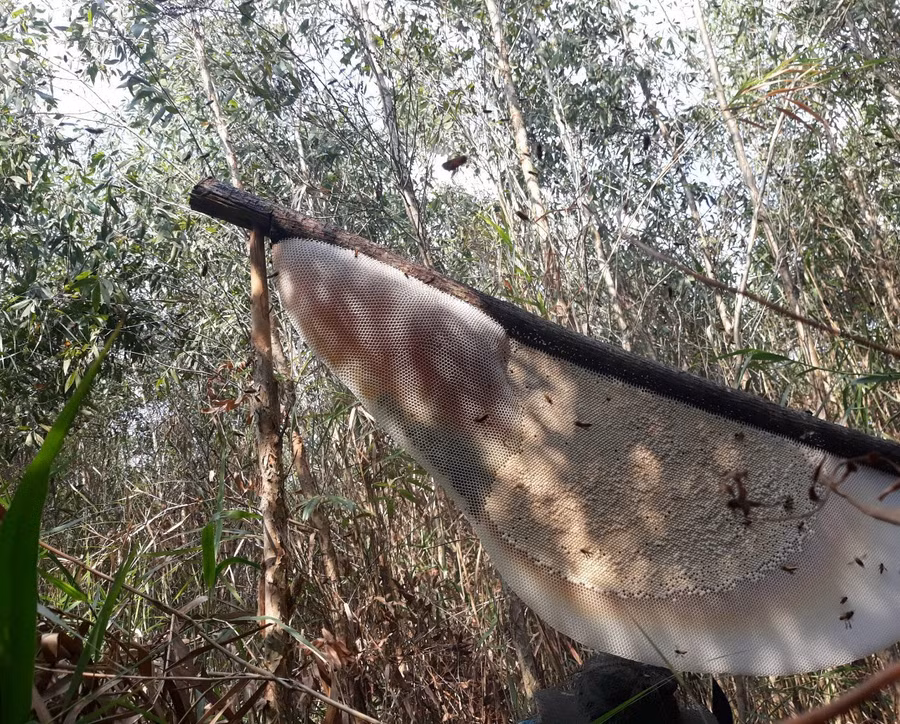 Một tổ ong đóng trên kèo.