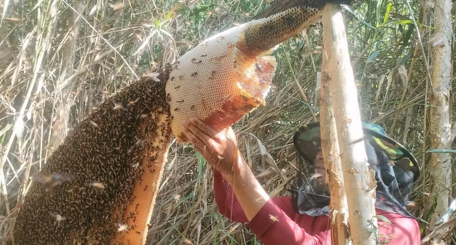 Người dân đang thu hoạch mật ong.