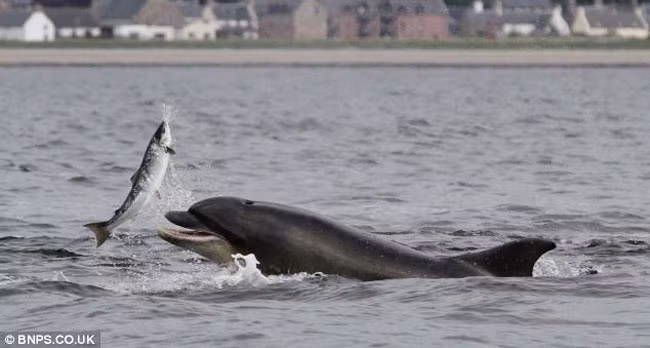 Chú cá heo lao tới nuốt chửng con mồi trong chớp mắt ảnh 1