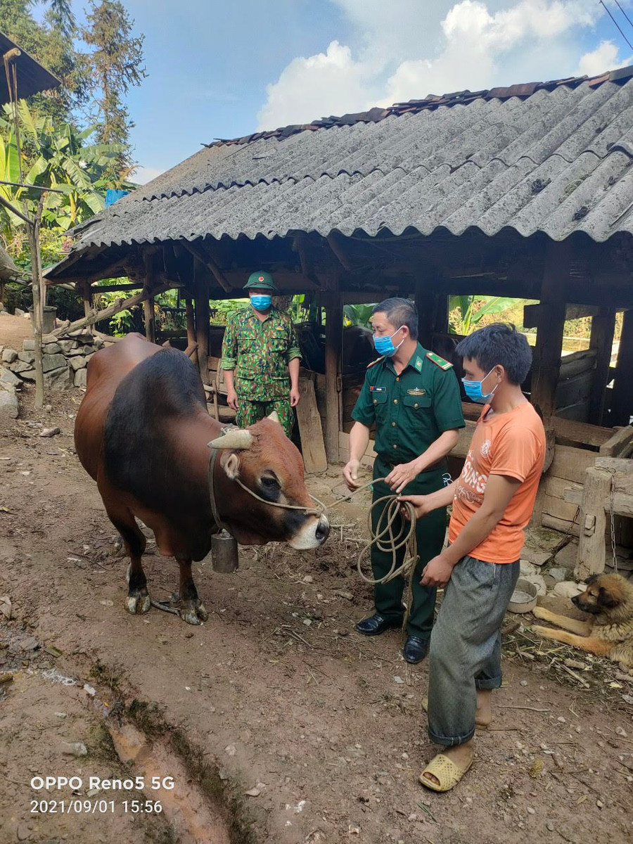 Đồn Biên phòng Lũng Cú, BĐBP Hà Giang trao tặng bò sinh sản cho người dân trên địa bàn.