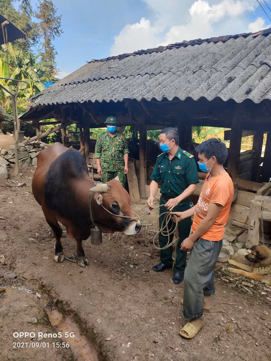 Đồn Biên phòng Lũng Cú, BĐBP Hà Giang trao tặng bò sinh sản cho người dân trên địa bàn.