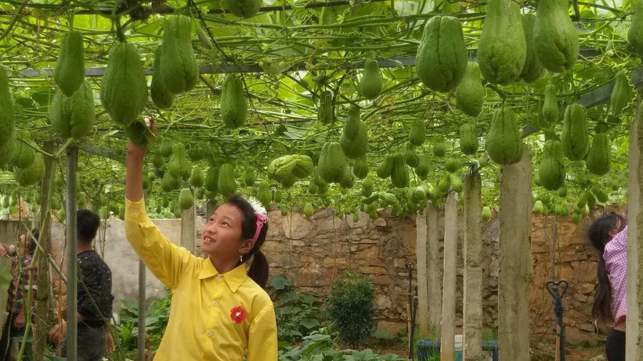Vườn su su trĩu quả giúp nhà trường có thêm kinh phí hỗ trợ học trò. Vườn su su trĩu quả giúp nhà trường có thêm kinh phí hỗ trợ học trò.