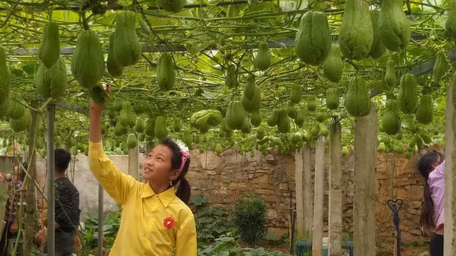 Vườn su su trĩu quả giúp nhà trường có thêm kinh phí hỗ trợ học trò.