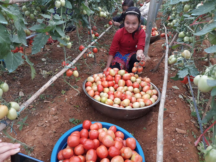 Học sinh gặt hái thành quả. Học sinh gặt hái thành quả.