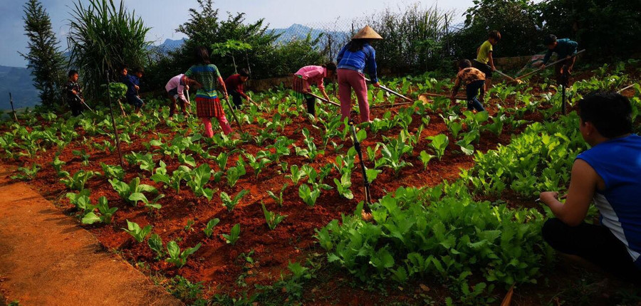 Giáo viên, học sinh cùng lao động sản xuất. Giáo viên, học sinh cùng lao động sản xuất.
