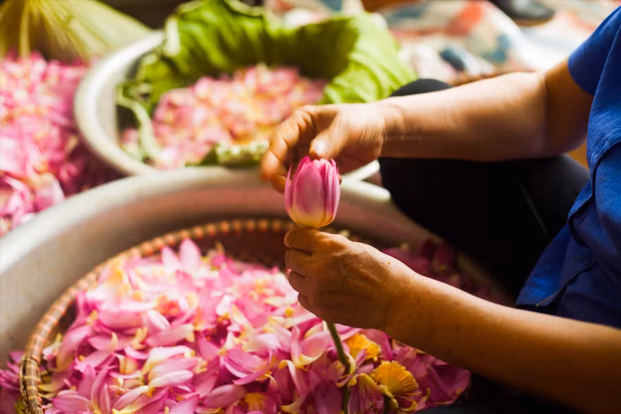 Trà sen Hồ Tây: Món quà tinh túy của người Hà Nội