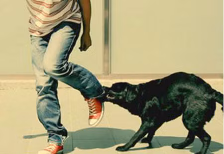 Con bị chó dại cắn chết, bố ân hận vì không cho tiêm phòng