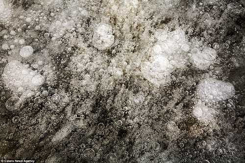 Hiện tượng lạ: Đàn “sứa” băng ở Canada ảnh 2