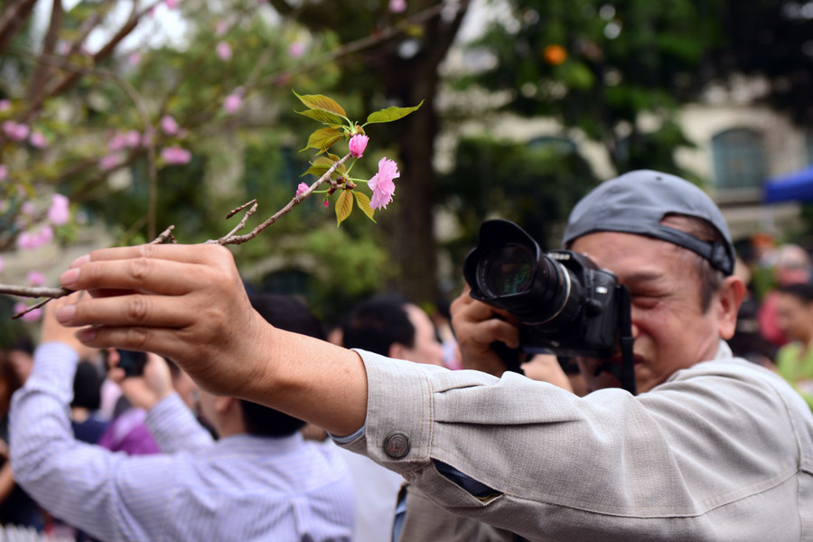 Mặc dù ban tổ chức liên tục thông báo trên loa cầm việc ngắt hoa, bẻ cành, tuyệt đối không chạm vào hoa anh đào trưng bày, tuy nhiên nhiều người vẫn phớt lờ. Mặc dù ban tổ chức liên tục thông báo trên loa cầm việc ngắt hoa, bẻ cành, tuyệt đối không chạm vào hoa anh đào trưng bày, tuy nhiên nhiều người vẫn phớt lờ.