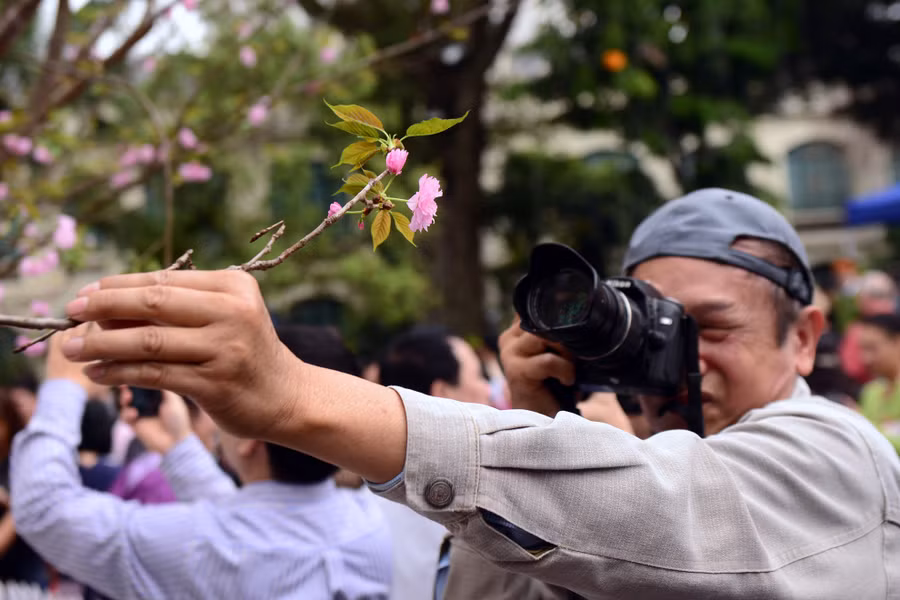 Mặc dù ban tổ chức liên tục thông báo trên loa cầm việc ngắt hoa, bẻ cành, tuyệt đối không chạm vào hoa anh đào trưng bày, tuy nhiên nhiều người vẫn phớt lờ.