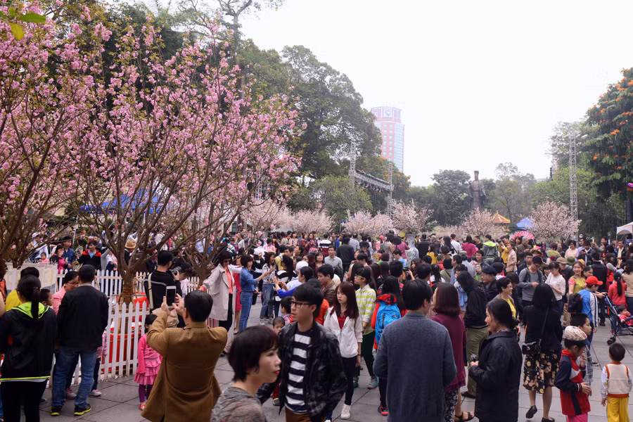 Hoa anh đào Nhật Bản khoe sắc rực rỡ ở Hà Nội