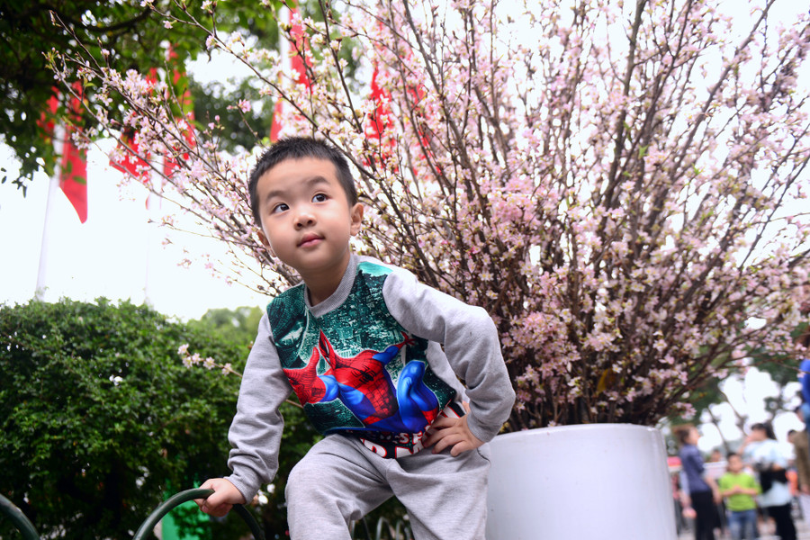 Bé Gia Bảo (4 tuổi) đứng tạo dáng bên những cành hoa anh đào để cha mẹ chụp ảnh. Bé Gia Bảo (4 tuổi) đứng tạo dáng bên những cành hoa anh đào để cha mẹ chụp ảnh.