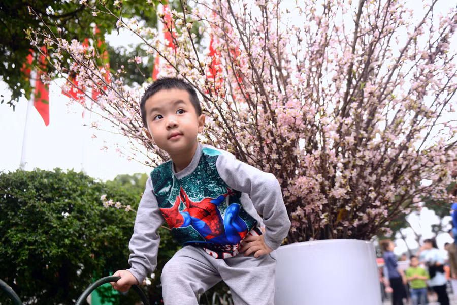 Bé Gia Bảo (4 tuổi) đứng tạo dáng bên những cành hoa anh đào để cha mẹ chụp ảnh.