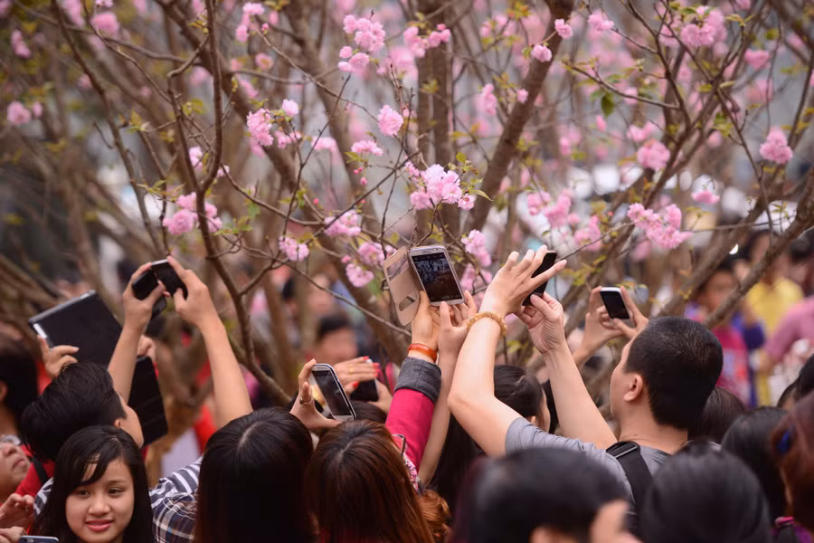 Khách tham quan thi nhau chụp hình, lưu lại những khoảng khắc đẹp của loài hoa mang biểu tượng của đất nước mặt trời mọc.