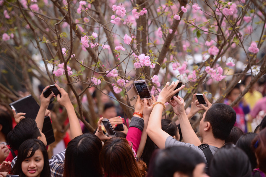 Khách tham quan thi nhau chụp hình, lưu lại những khoảng khắc đẹp của loài hoa mang biểu tượng của đất nước mặt trời mọc. Khách tham quan thi nhau chụp hình, lưu lại những khoảng khắc đẹp của loài hoa mang biểu tượng của đất nước mặt trời mọc.