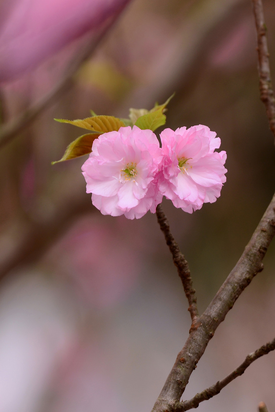 Để chuẩn bị cho chương trình, 200 cây hoa anh đào và 10.000 cành hoa đã được chuyển từ Nhật Bản về Việt Nam. Để chuẩn bị cho chương trình, 200 cây hoa anh đào và 10.000 cành hoa đã được chuyển từ Nhật Bản về Việt Nam.