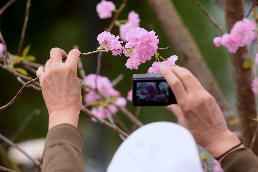 Có người lấy lý do là muốn tận tay kiểm tra xem có đúng là hoa anh đào thật hay không, nhưng đa số là níu cành, ngắt hoa để thỏa mãn thú chụp ảnh. Có người lấy lý do là muốn tận tay kiểm tra xem có đúng là hoa anh đào thật hay không, nhưng đa số là níu cành, ngắt hoa để thỏa mãn thú chụp ảnh.