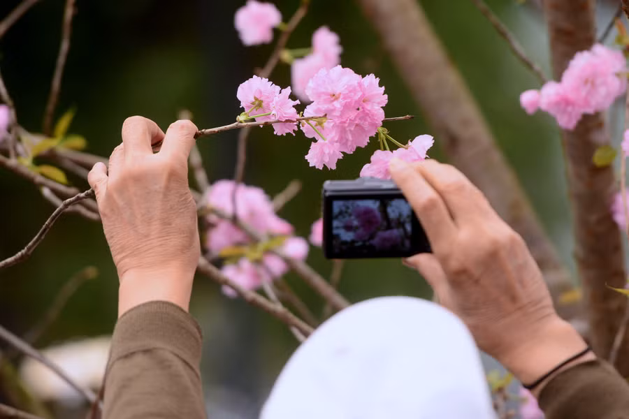 Có người lấy lý do là muốn tận tay kiểm tra xem có đúng là hoa anh đào thật hay không, nhưng đa số là níu cành, ngắt hoa để thỏa mãn thú chụp ảnh.
