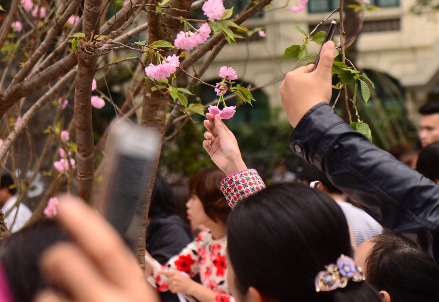 Mặc dù ban tổ chức liên tục thông báo trên loa cầm việc ngắt hoa, bẻ cành, tuyệt đối không chạm vào hoa anh đào trưng bày, tuy nhiên nhiều người vẫn phớt lờ. Mặc dù ban tổ chức liên tục thông báo trên loa cầm việc ngắt hoa, bẻ cành, tuyệt đối không chạm vào hoa anh đào trưng bày, tuy nhiên nhiều người vẫn phớt lờ.