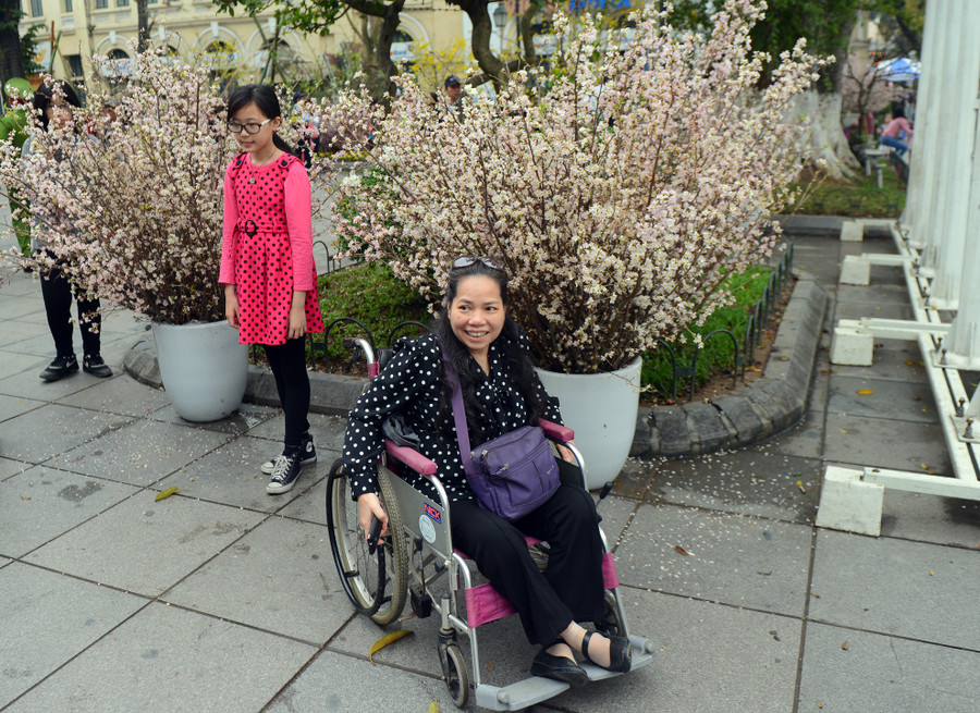 10.000 cành hoa anh đào được trang trí xung quang lễ hội được ướp lạnh và chuyển nhanh từ Nhật Bản sang Việt Nam để đảm bảo còn tươi và khoe sắc. Chỉ sau vài ngày, những bông hoa này sẽ héo và rụng cánh. 10.000 cành hoa anh đào được trang trí xung quang lễ hội được ướp lạnh và chuyển nhanh từ Nhật Bản sang Việt Nam để đảm bảo còn tươi và khoe sắc. Chỉ sau vài ngày, những bông hoa này sẽ héo và rụng cánh.