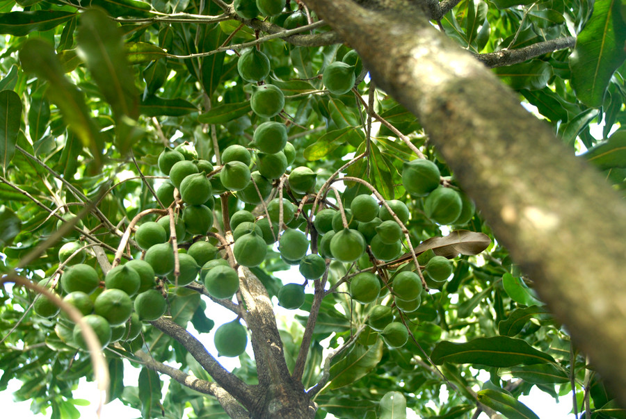 Cây mắc ca đang "nóng" ở Việt Nam Cây mắc ca đang "nóng" ở Việt Nam