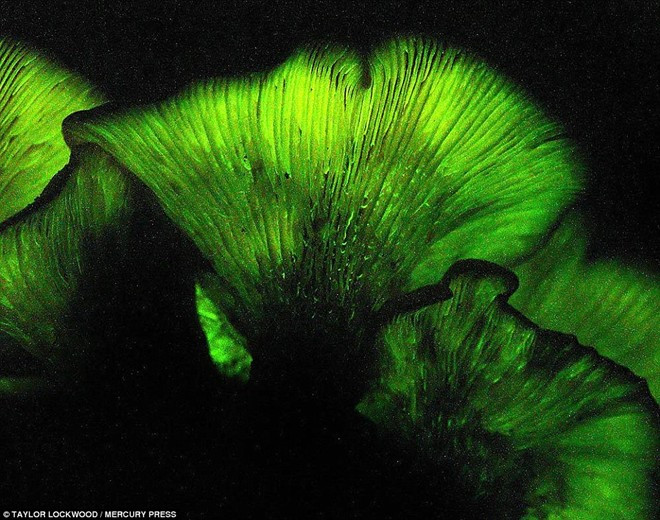 Lockwood chụp ảnh khá nhiều loại nấm phát sáng trong những năm qua. Vẻ đẹp ma mị của những cây nấm phát sáng