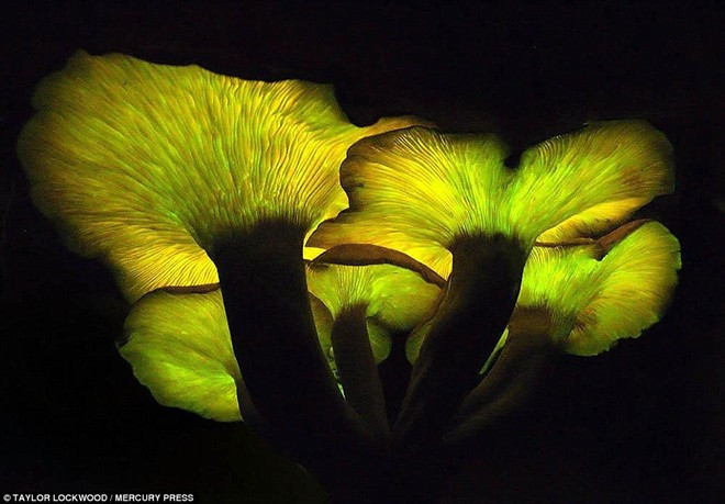 Khoảng 5.000 loài nấm tồn tại trên trái đất nhưng chỉ 65 loài phát quang. Vẻ đẹp ma mị của những cây nấm phát sáng
