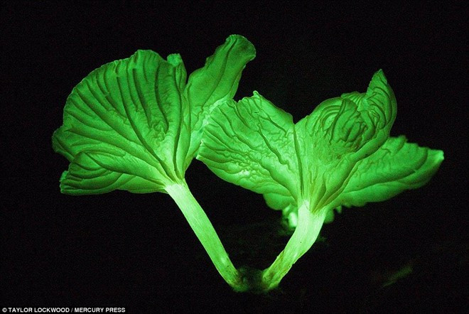 Nấm phát ra ánh sáng suốt 24 giờ trong ngày nhưng ban đêm là khoảng thời gian chúng đẹp nhất. Vẻ đẹp ma mị của những cây nấm phát sáng