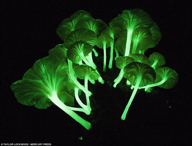 Niềm say mê với những cây nấm phát sáng khiến Lockwood quên mọi nguy hiểm trong quá trình tìm chúng. Vẻ đẹp ma mị của những cây nấm phát sáng