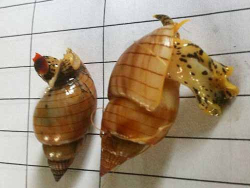 Tránh xa ốc lạ, sặc sỡ!