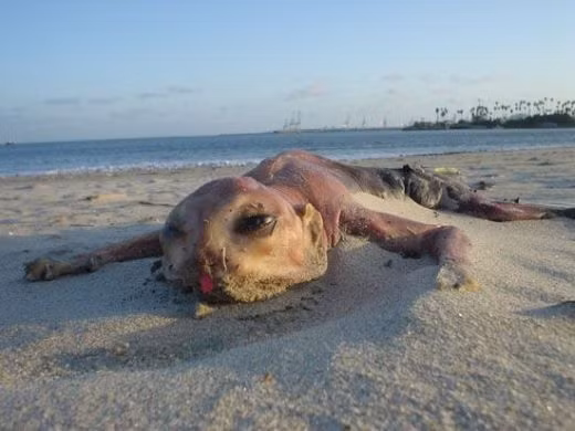 10 “quái vật” huyền bí được cho là có thật ảnh 7