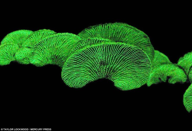 Ánh sáng từ cây nấm phát sinh do phản ứng hóa học giữa luciferin - một hợp chất chất phát quang - và luciferase, một loại enzyme. Phản ứng đó cũng xảy ra trong một số loài động vật như mực, sứa, bọ cạp. Vẻ đẹp ma mị của những cây nấm phát sáng