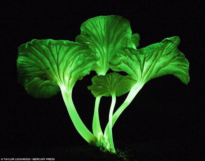 Khoảng không xung quanh cây nấm trở nên sáng hơn nhờ ánh sáng từ thân của nó. Vẻ đẹp ma mị của những cây nấm phát sáng