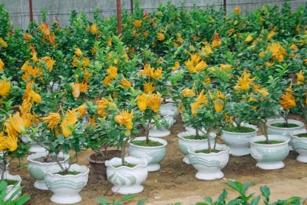 9 loại cây trồng chậu hút tài lộc ngày Tết - Hình 7 9 loai cay trong chau hut tai loc ngay Tet-Hinh-7